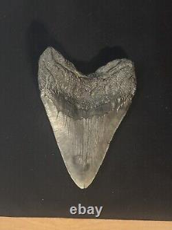 HUGE UNREPAIRED AUTHENTIC MEGALODON SHARK TOOTH Nearly 6 INCHES FOSSIL serration