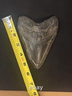 HUGE UNREPAIRED AUTHENTIC MEGALODON SHARK TOOTH Nearly 6 INCHES FOSSIL serration