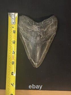 HUGE UNREPAIRED AUTHENTIC MEGALODON SHARK TOOTH Nearly 6 INCHES FOSSIL serration