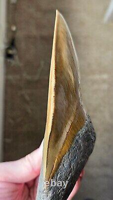 HUGE Ultra Serrated Sharp 6.07 MEGALODON SHARK Tooth Fossil, Indonesia