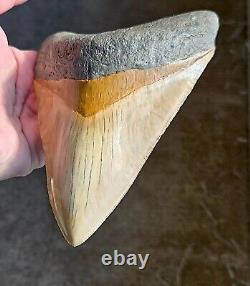 HUGE Ultra Serrated Sharp 6.07 MEGALODON SHARK Tooth Fossil, Indonesia