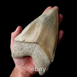 HUGE flawless MEGALODON Shark Tooth? 6,29 inches? Miocene / MUSEUM SPECIMEN