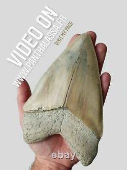 HUGE flawless MEGALODON Shark Tooth? 6,29 inches? Miocene / MUSEUM SPECIMEN