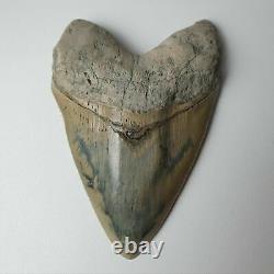 HUGE flawless MEGALODON Shark Tooth? 6,29 inches? Miocene / MUSEUM SPECIMEN