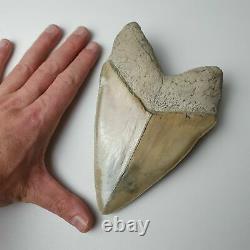 HUGE flawless MEGALODON Shark Tooth? 6,29 inches? Miocene / MUSEUM SPECIMEN