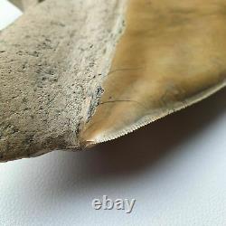 HUGE flawless MEGALODON Shark Tooth? 6,29 inches? Miocene / MUSEUM SPECIMEN