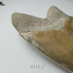 HUGE flawless MEGALODON Shark Tooth? 6,29 inches? Miocene / MUSEUM SPECIMEN