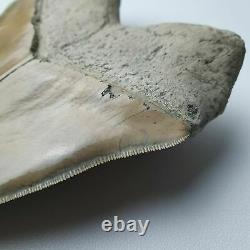 HUGE flawless MEGALODON Shark Tooth? 6,29 inches? Miocene / MUSEUM SPECIMEN