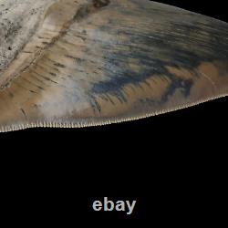 HUGE flawless MEGALODON Shark Tooth? 6,29 inches? Miocene / MUSEUM SPECIMEN