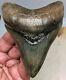 Heavily Pyritized Megalodon Fossil Shark Tooth World Class Museum Quality