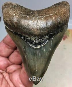 Heavily PYRITIZED Megalodon Fossil Shark Tooth WORLD CLASS MUSEUM QUALITY