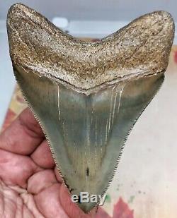 Heavily PYRITIZED Megalodon Fossil Shark Tooth WORLD CLASS MUSEUM QUALITY