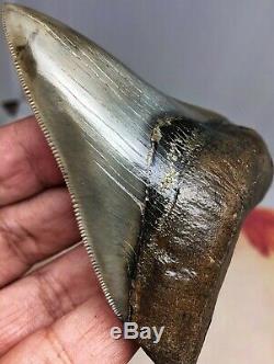 Heavily PYRITIZED Megalodon Fossil Shark Tooth WORLD CLASS MUSEUM QUALITY