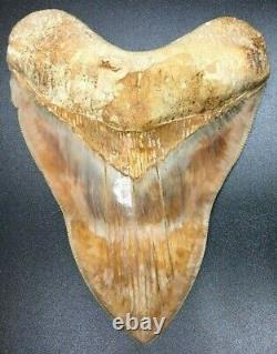 Heavy Investment grade 5.71 Indonesian MEGALODON Fossil Shark Teeth, REAL tooth