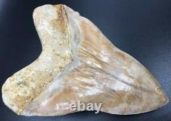 Heavy Investment grade 5.71 Indonesian MEGALODON Fossil Shark Teeth, REAL tooth