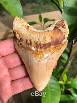 High End 4.7 PEACH Indonesian MEGALODON Fossil Shark Tooth Perfect Serrations