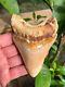 High End 4.7 Peach Indonesian Megalodon Fossil Shark Tooth Perfect Serrations