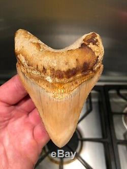 High End 4.7 PEACH Indonesian MEGALODON Fossil Shark Tooth Perfect Serrations