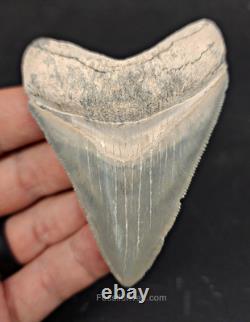High-Quality 3.11 Megalodon Tooth Bone Valley Real Fossil Shark Tooth