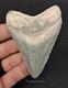 High-quality 3.11 Megalodon Tooth Bone Valley Real Fossil Shark Tooth
