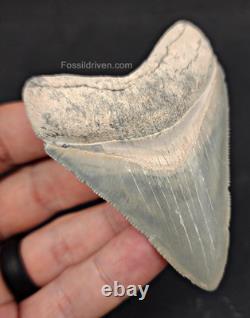 High-Quality 3.11 Megalodon Tooth Bone Valley Real Fossil Shark Tooth