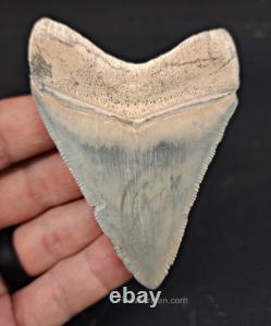 High-Quality 3.11 Megalodon Tooth Bone Valley Real Fossil Shark Tooth