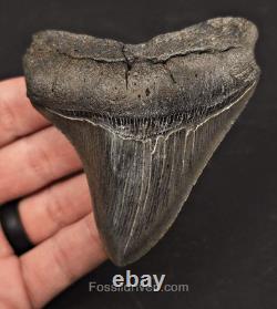 High-Quality, 3.53 Fossil Megalodon Tooth Charleston, South Carolina