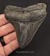High-quality, 3.53 Fossil Megalodon Tooth Charleston, South Carolina