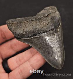 High-Quality, 3.53 Fossil Megalodon Tooth Charleston, South Carolina