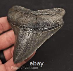 High-Quality, 3.53 Fossil Megalodon Tooth Charleston, South Carolina