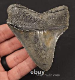 High-Quality, 3.53 Fossil Megalodon Tooth Charleston, South Carolina
