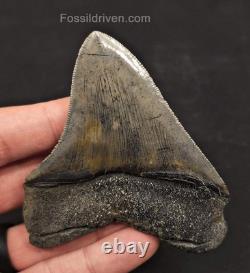 High-Quality, 3.53 Fossil Megalodon Tooth Charleston, South Carolina