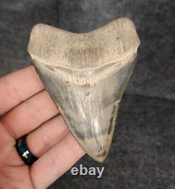 High Quality, 3.64 Fossil Megalodon Tooth Bone Valley, Florida Meg #1234