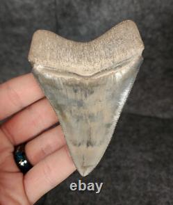 High Quality, 3.64 Fossil Megalodon Tooth Bone Valley, Florida Meg #1234