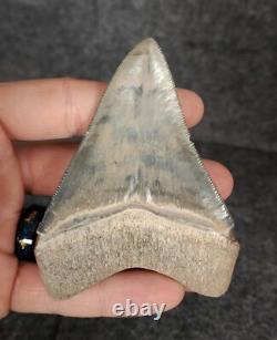 High Quality, 3.64 Fossil Megalodon Tooth Bone Valley, Florida Meg #1234