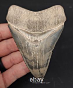 High-Quality 3.64 Megalodon Tooth Bone Valley Real Fossil Shark Tooth