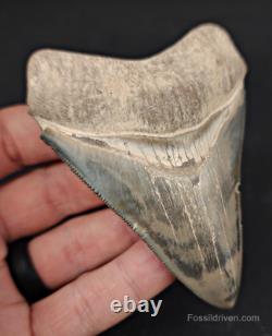 High-Quality 3.64 Megalodon Tooth Bone Valley Real Fossil Shark Tooth