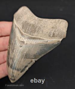 High-Quality 3.64 Megalodon Tooth Bone Valley Real Fossil Shark Tooth