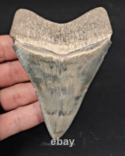 High-Quality 3.64 Megalodon Tooth Bone Valley Real Fossil Shark Tooth
