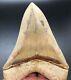 High Quality 5.49 Indonesian Megalodon Fossil Shark Teeth, Real Tooth