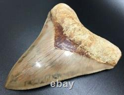 High Quality 5.49 Indonesian MEGALODON Fossil Shark Teeth, REAL tooth