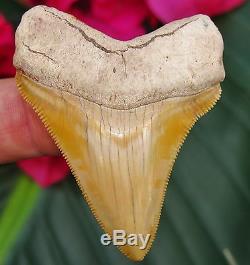 High Quality Bone Valley Chubutensis Megalodon Tooth Florida fossil Shark teeth