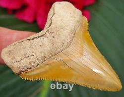 High Quality Bone Valley Chubutensis Megalodon Tooth Florida fossil Shark teeth