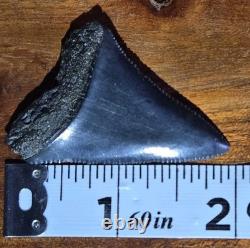 High Quality Dark Blue Color Large Great White Shark Tooth Fossil Not Megalodon