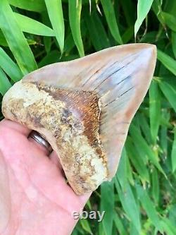 High Quality Fire Indonesian Megalodon Shark Tooth No Restoration