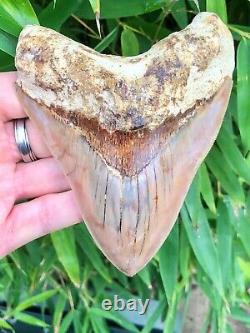 High Quality Fire Indonesian Megalodon Shark Tooth No Restoration