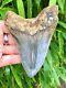 High Quality Large Deep Blue Serrated Indonesian Megalodon Shark Tooth