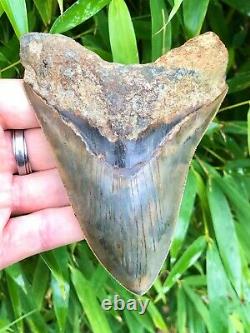 High Quality Large Deep Blue Serrated Indonesian Megalodon Shark Tooth