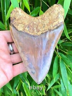 High Quality Large Electric Blue Serrated Indonesian Megalodon Shark Tooth