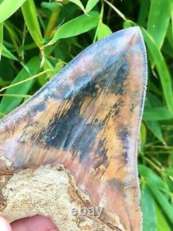 High Quality Large Orange Fire & Ice Indonesian Megalodon Shark Tooth
